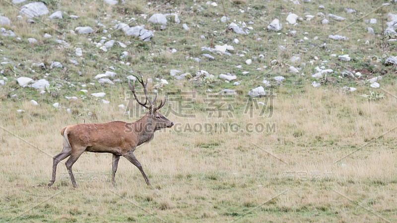 阿尔卑斯山雄性马鹿的肖像(Cervus elaphus)