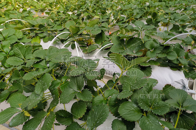 红草莓水培技术农场。