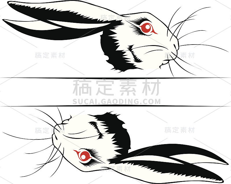 兔子的脸