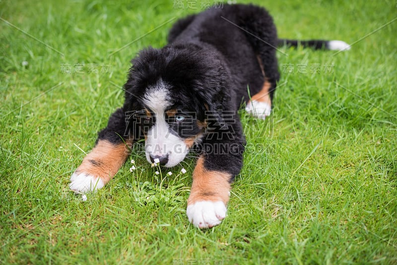 伯恩斯山地犬在户外玩耍