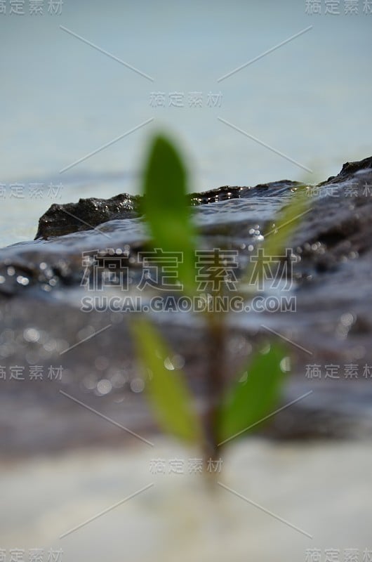 柬埔寨Koh Rong岛海中生长的小树