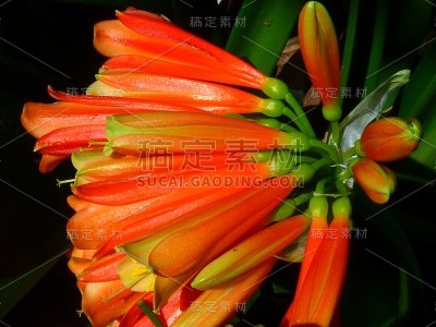 瓦尔·拉梅花园、门顿、阿尔卑斯山脉的烟火