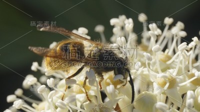 蜂在枳花上