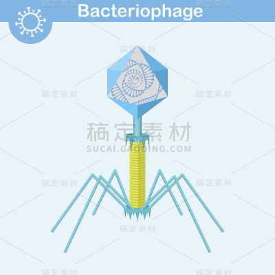 噬菌体DNA病毒