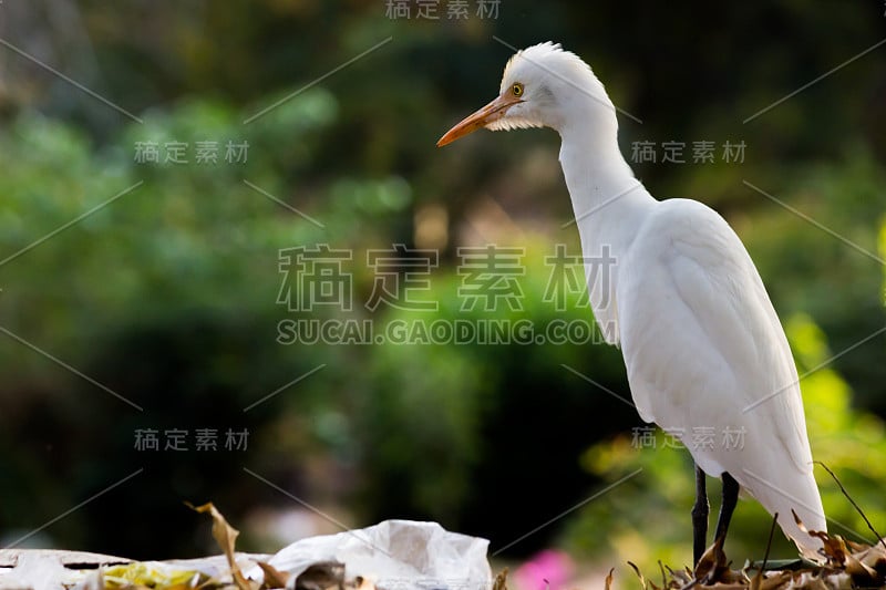 牛背鹭新