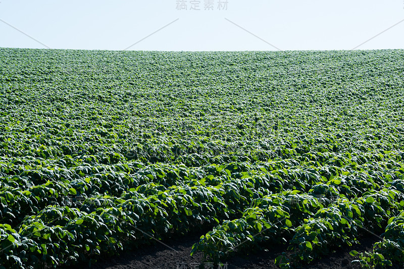 夏季绿豆田