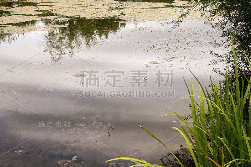 野花香槟乡村