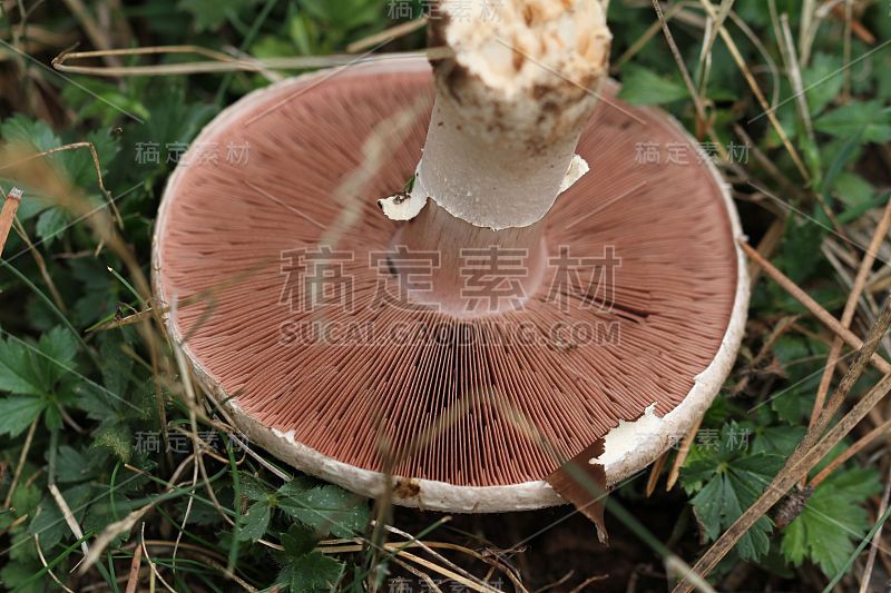 阿加里库斯 cf. 冷却器主义者