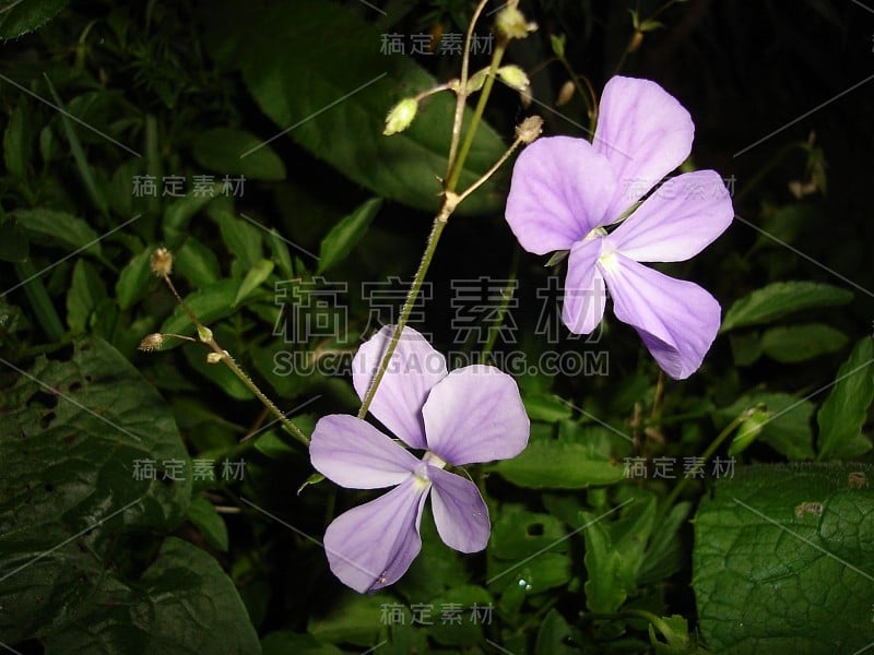 鲜艳的色彩，盛开的花朵在夏天和春天