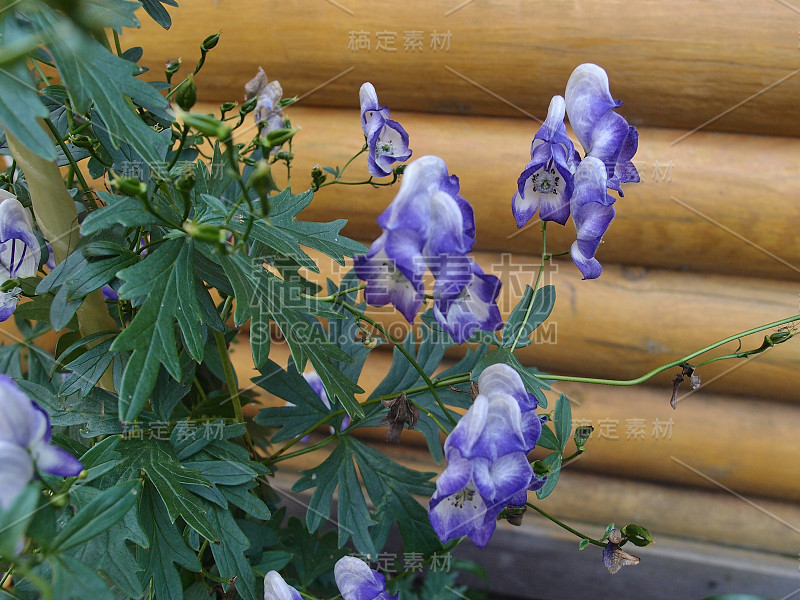 带有丁香花瓣的鸟鸵花，西伯利亚，鄂木斯克地区，俄罗斯