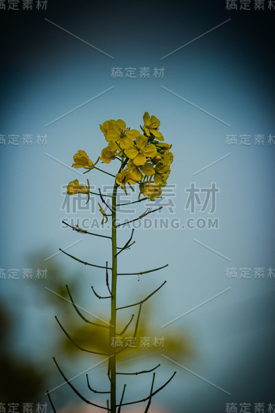 召集花