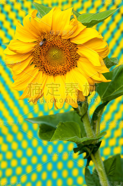 向日葵,向日葵