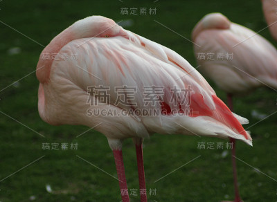 大火烈鸟(腓龙鸟)
