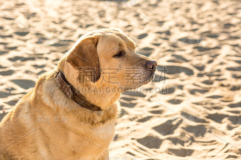 黄色的拉布拉多猎犬坐在海滩上，绿色的树是背景