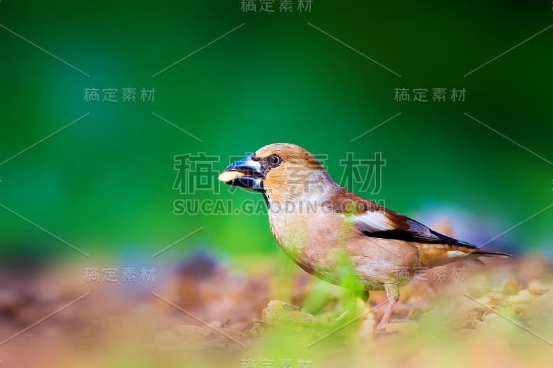 可爱的小鸟Hawfinch。哈芬雀正在地上进食。绿色的自然背景。鸟:蜡嘴雀。Coccothraust