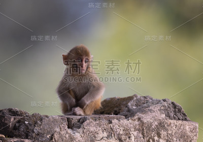 恒河猴