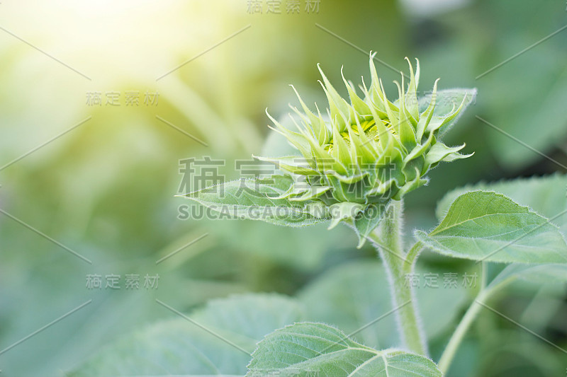 大自然背景上的绿色小花