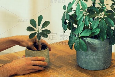 在花盆中种植热带植物(舍夫莱拉)的接穗
