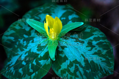 黄色延龄草