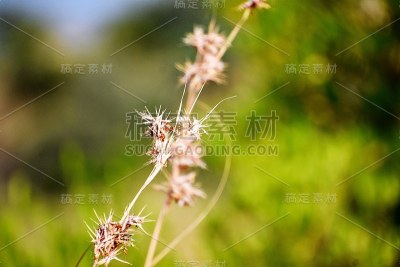 草和花
