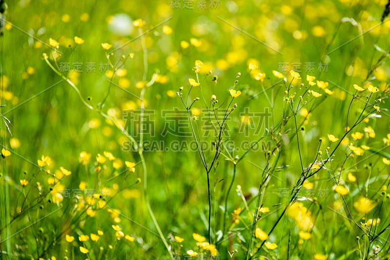 仲夏的乡村草地上开满了花