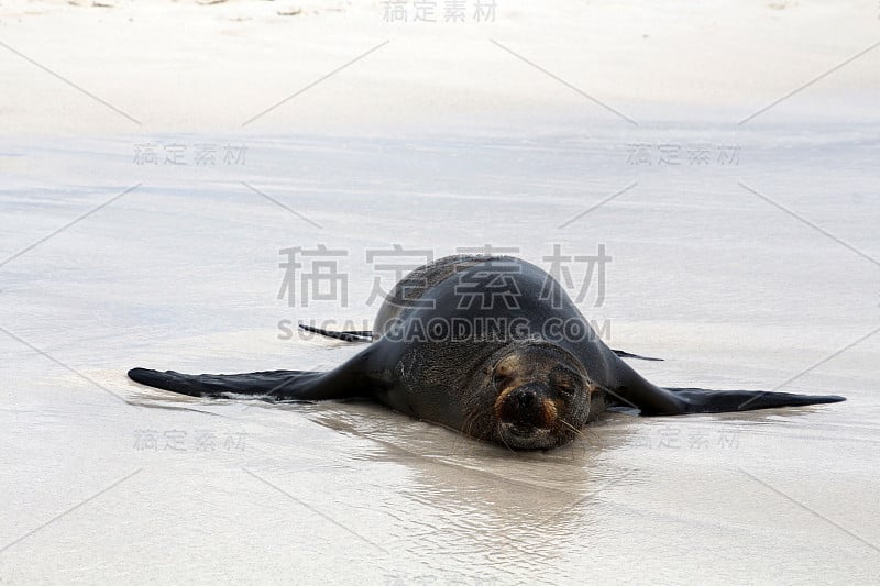 加拉帕戈斯群岛海狮