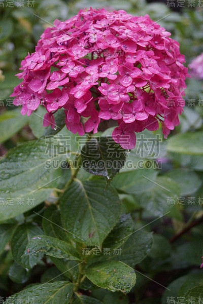 绣球花