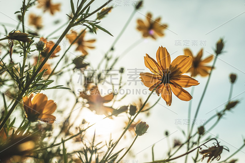 黄硫宇宙花在大自然的花园，蓝天，复古风格。