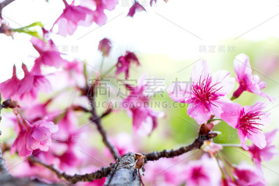 大老虎花