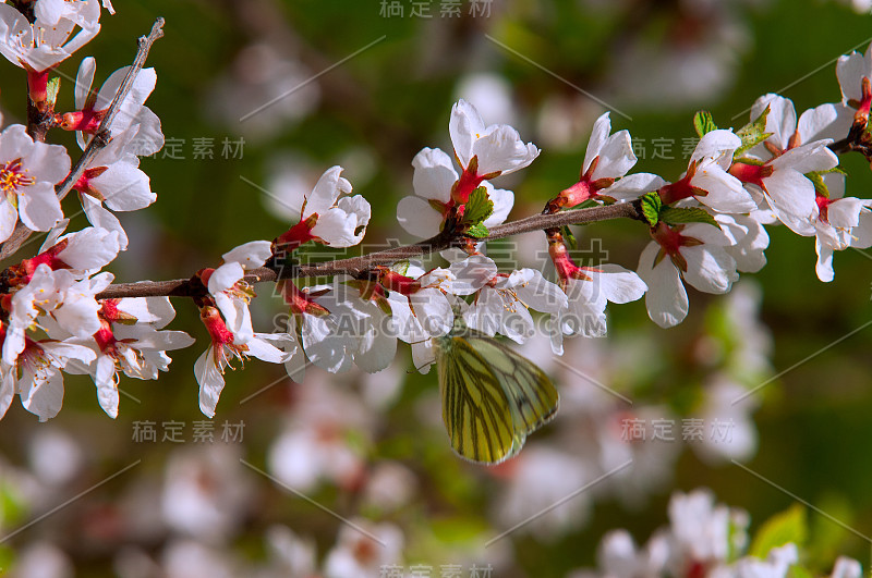 Prunus tomentosa