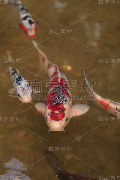 鲤鱼