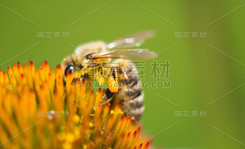 蜜蜂在紫锥菊