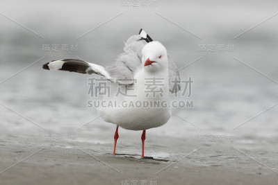 红嘴鸥-红尾鸥