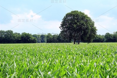 这棵树