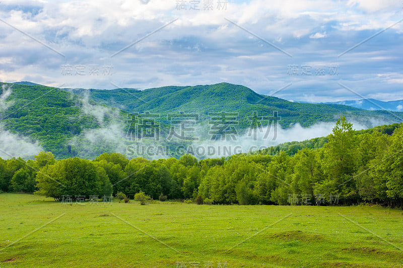 云雾缭绕在山毛榉林中