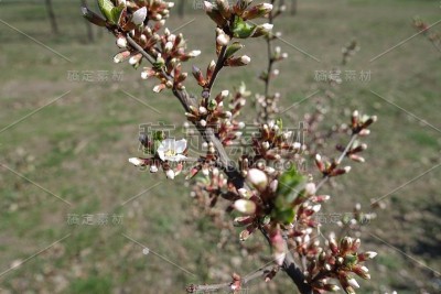 4月绒毛樱的蓓蕾闭合和花朵开放