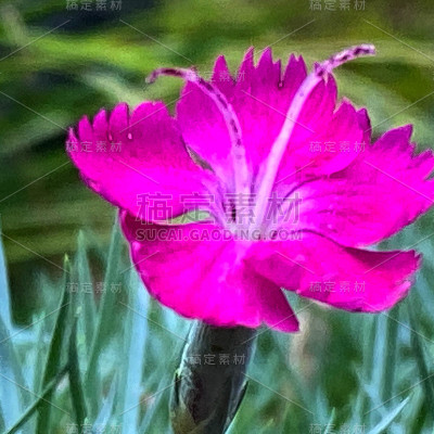 花4