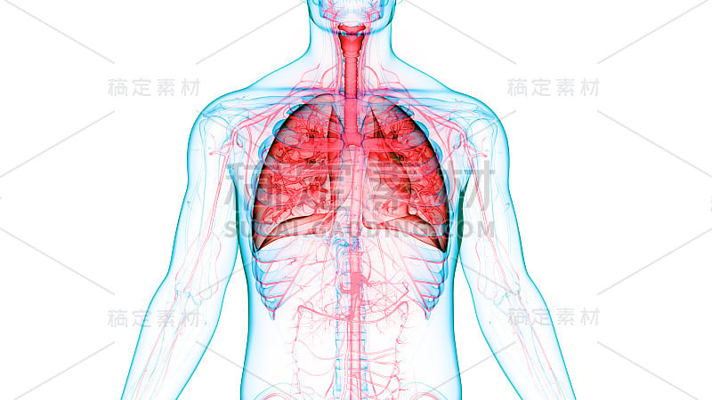 人体呼吸系统及肺解剖学