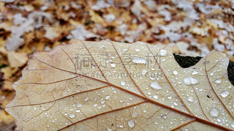 雨后，秋色的橡树叶飘落在地上