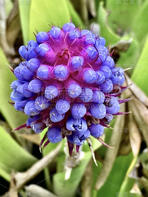 紫色花/ aechmea caudata