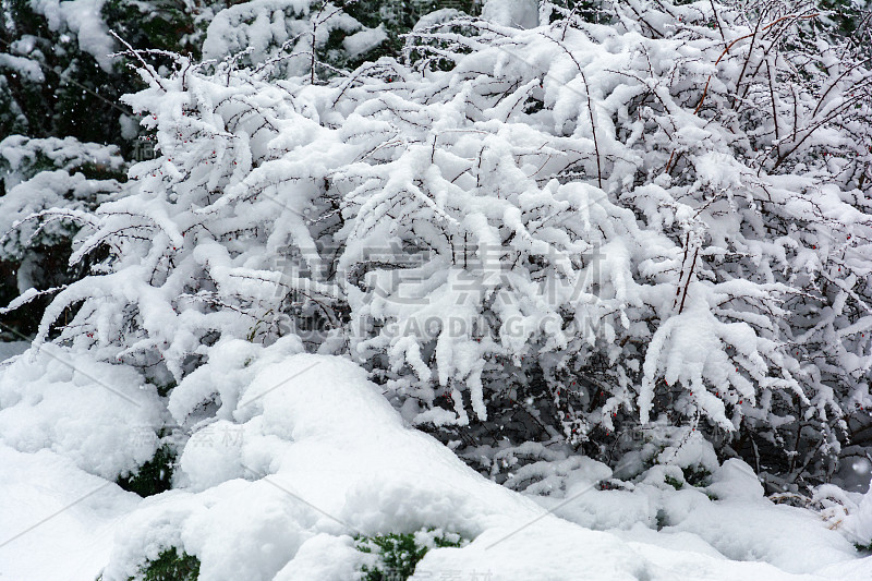 冬天，花园里下雪。白雪覆盖的花园，霜冻的天气。