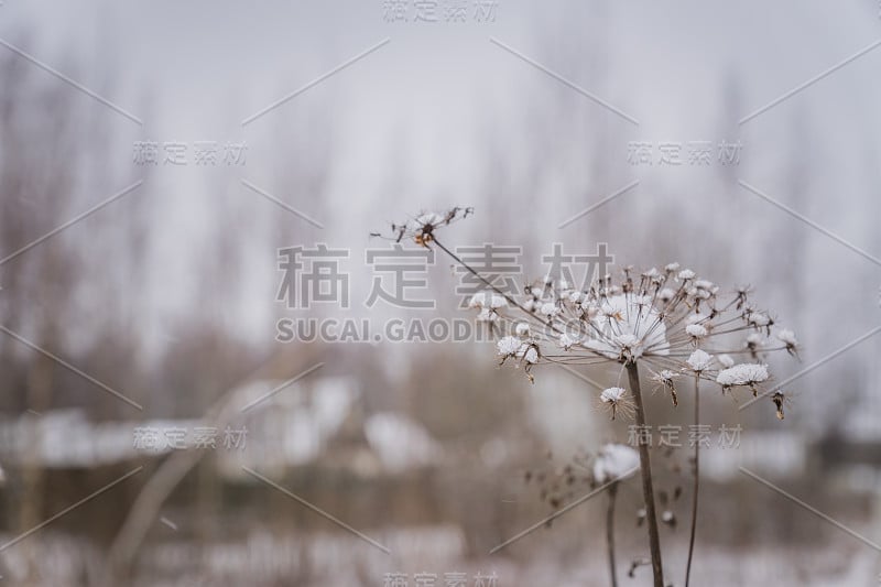 冬季干燥的针叶属植物