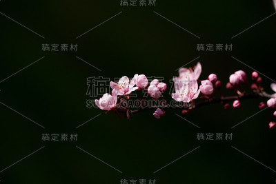 杏树上的花朵在春天的日子里模糊了背景