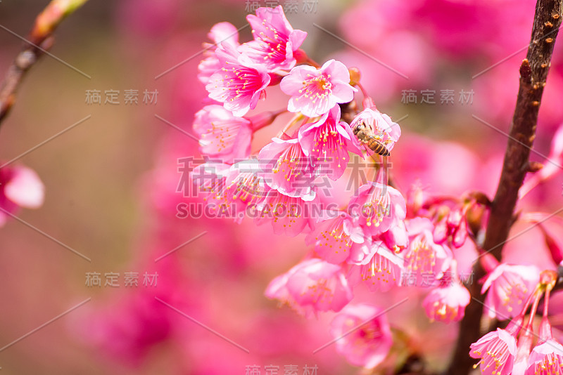 美丽的粉红色樱花。鲜艳的颜色樱花或粉红色樱花柔焦点。泰国。