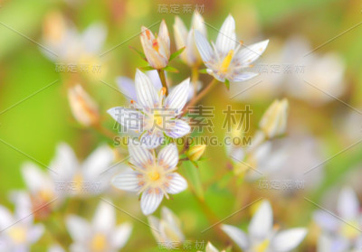 春天白花背景。(模糊的背景)
