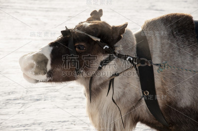 北鹿在雪地跑道上奔跑