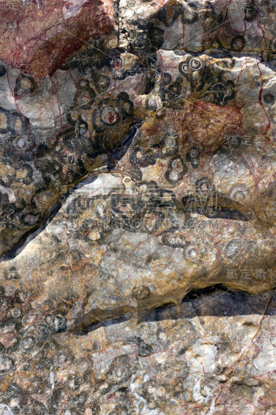 岩石中的化石，布拉奇纳峡谷，伊卡拉弗林德斯山脉国家公园，SA，澳大利亚