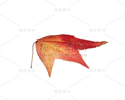 秋天叶子