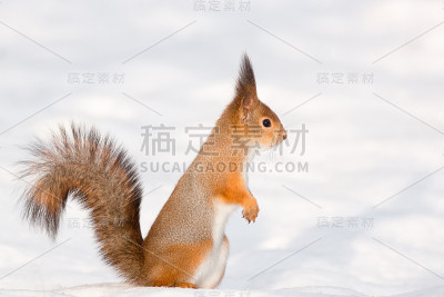 雪中的松鼠