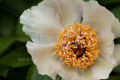 牡丹花白色花瓣